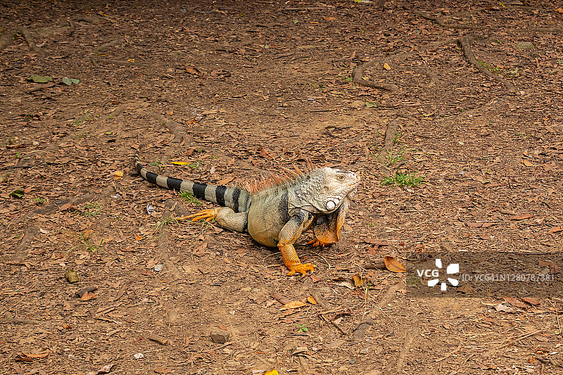 哥伦比亚麦德林棕色花园中的绿鬣蜥图片素材