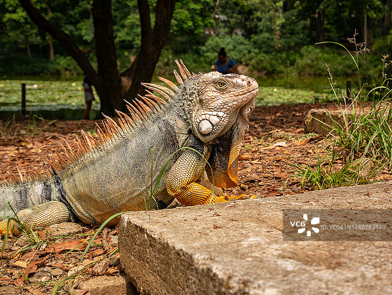 在哥伦比亚麦德林公共花园中行走的黄爪绿鬣蜥图片素材