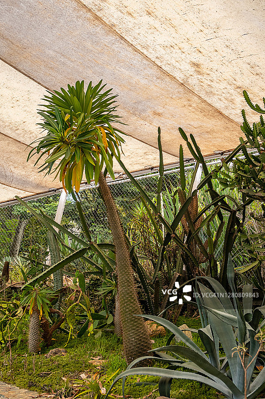 带有天窗的小花园里的仙人掌图片素材