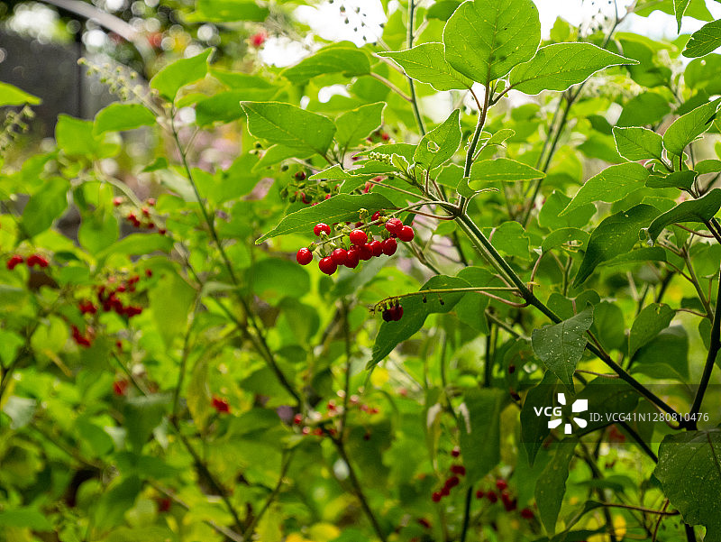 珊瑚珠：花朵形色似樱桃的植物图片素材