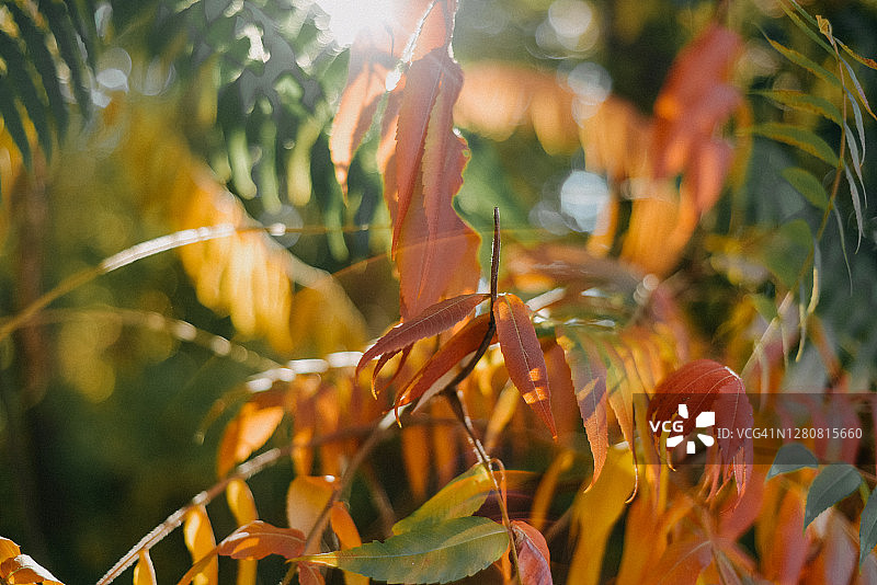 秋日阳光透过漆树叶图片素材