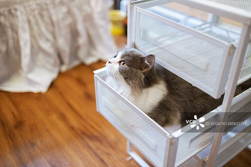 藏在抽屉里的猫图片素材