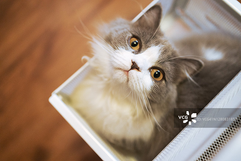 藏在抽屉里的猫的肖像图片素材