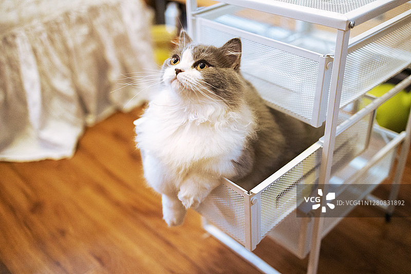 藏在抽屉里的猫图片素材