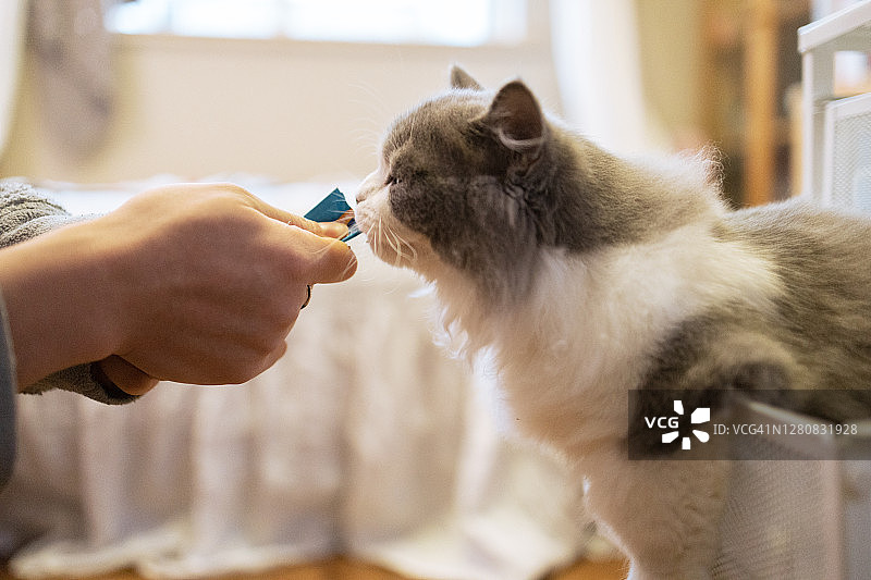 主人给小猫喂猫食图片素材