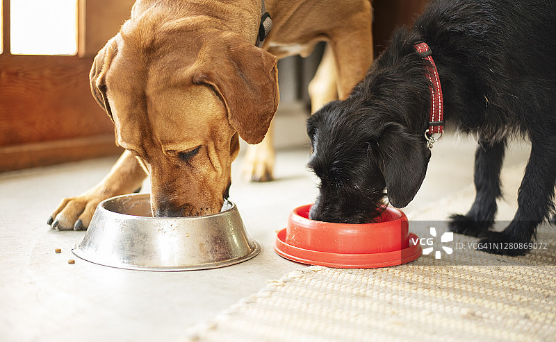 两只狗一起从碗里吃东西图片素材