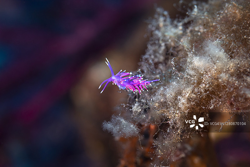 粉色科瑞菲拉海蛞蝓图片素材