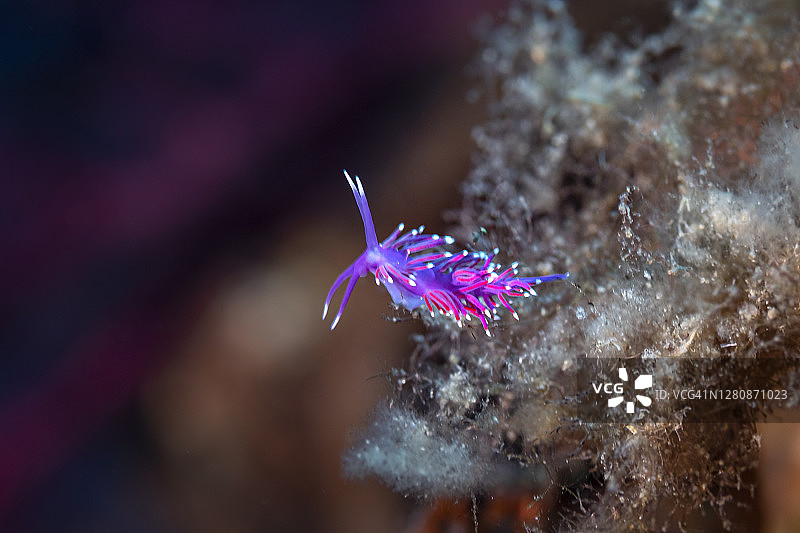 粉色科瑞菲拉海蛞蝓图片素材