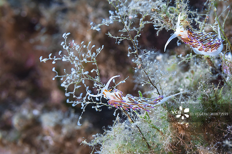 朝圣者海兔 - Hervia p"}, {图片素材