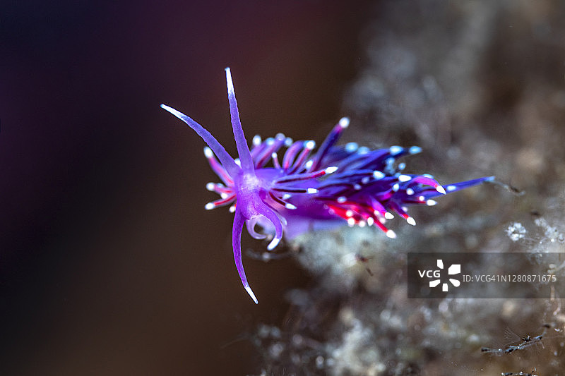 粉色科瑞菲拉海蛞蝓图片素材