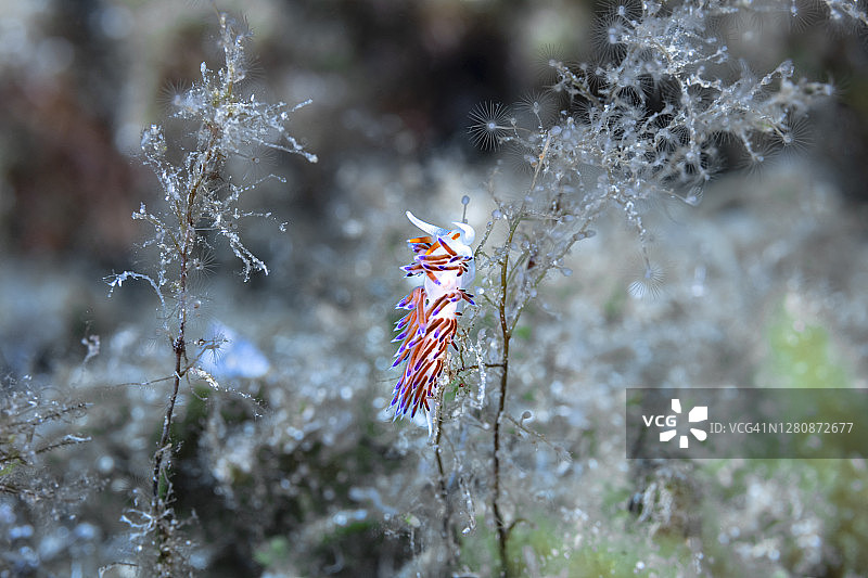 朝圣者海兔 - Hervia p"}, {图片素材