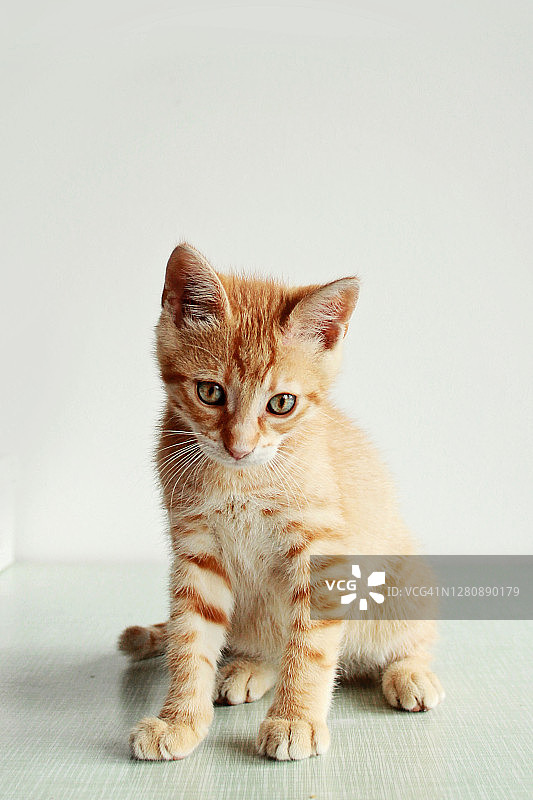 姜黄色小猫图片素材