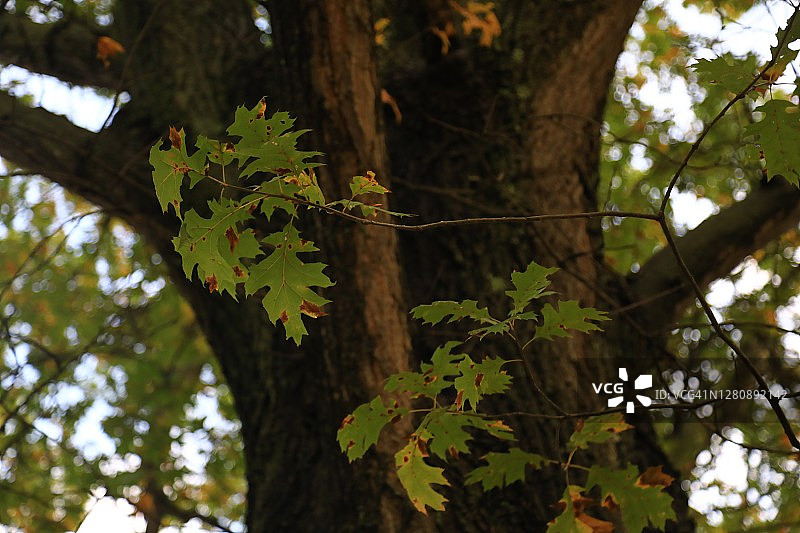 北方红橡树图片素材
