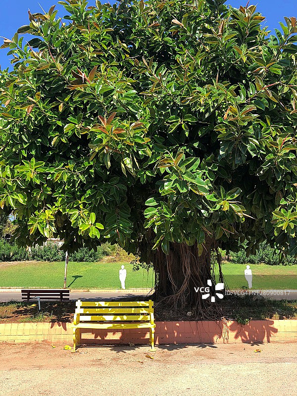 印度榕（橡胶树）图片素材