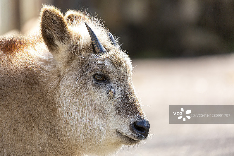日本羚羊图片素材