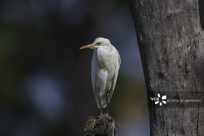 牛白鹭(朱鹮)图片素材