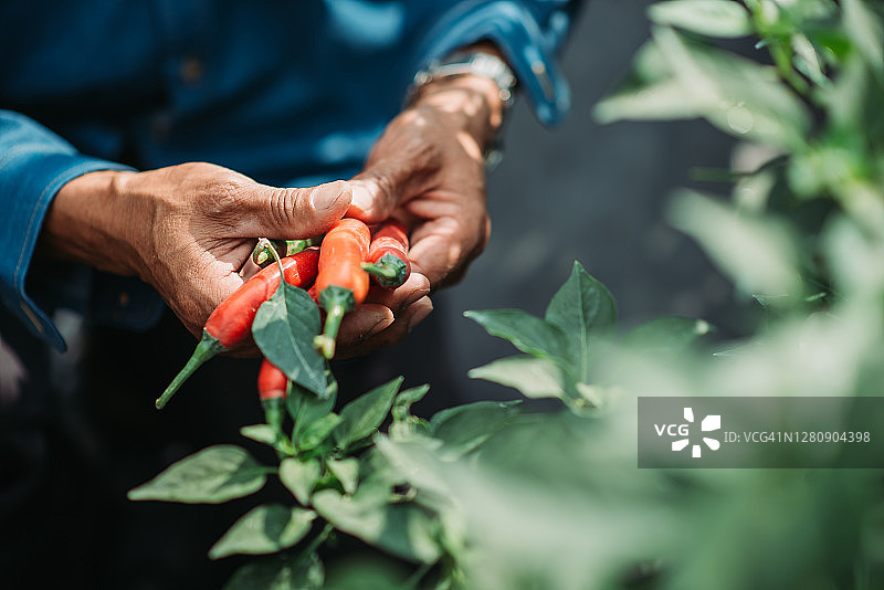 中国亚洲中年男农民双手拿着辣椒特写图片素材