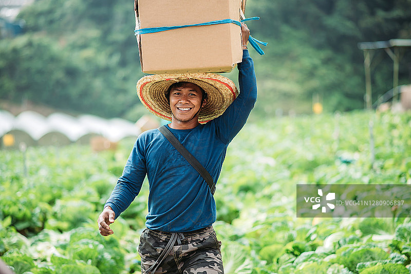 亚洲微笑男农民 carrying packed of freshly harvested goods at cabbage fields图片素材