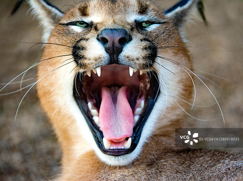狞猫的肖像，南非图片素材