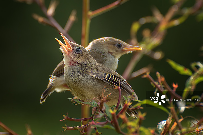 两只夜莺栖息在树枝上，印度尼西亚图片素材