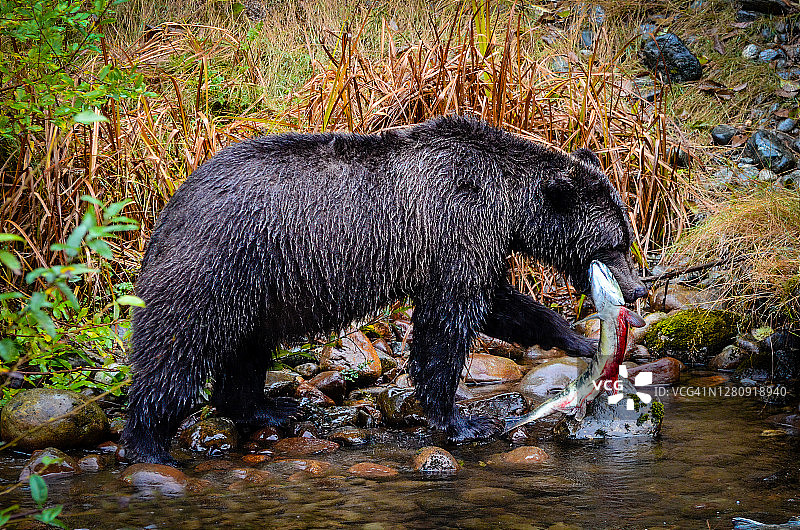 加拿大不列颠哥伦比亚省携带鲑鱼的灰熊图片素材