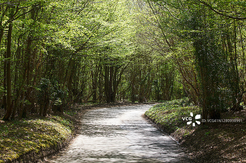 阳光洒满的乡村道路图片素材