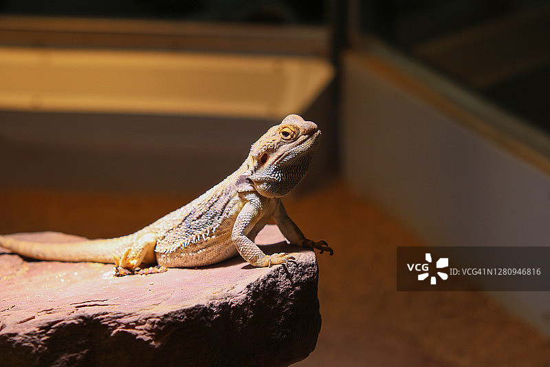 胡须龙，爬行动物图片素材