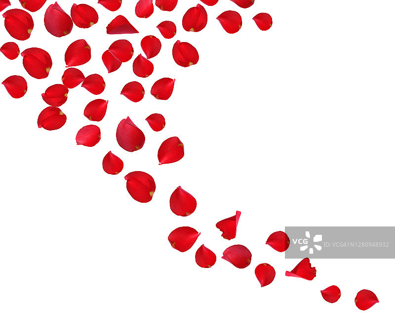白色背景上漂浮着红色香花瓣图片素材