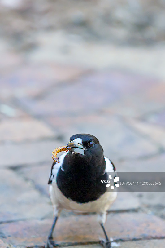 早起的鸟儿有虫吃图片素材