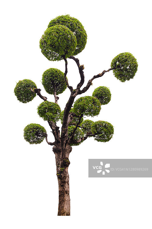 白色背景下罗望子树盆景特写图片素材