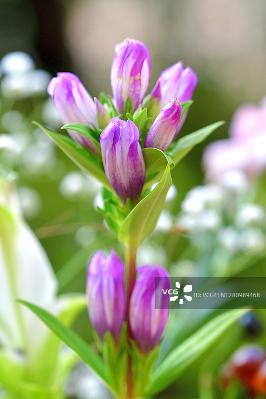 龙胆花/日本龙胆花图片素材