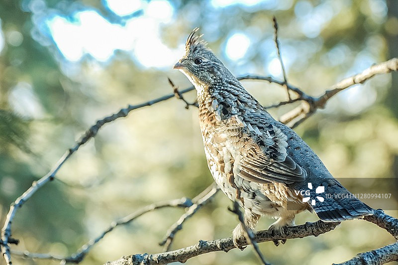 栖息在树上的花边松鸡图片素材