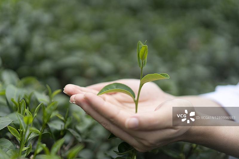 女性在茶园采摘绿茶图片素材