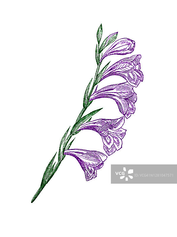 植物学古版画：唐菖蒲 - 多年生球茎开花植物图片素材