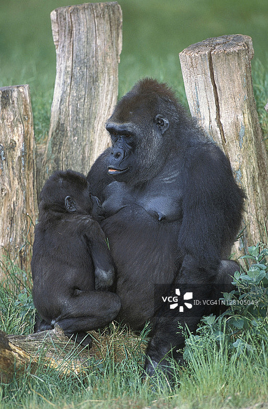 西部低地大猩猩：母子，幼崽哺乳，濒危物种，热带雨林，中西非图片素材