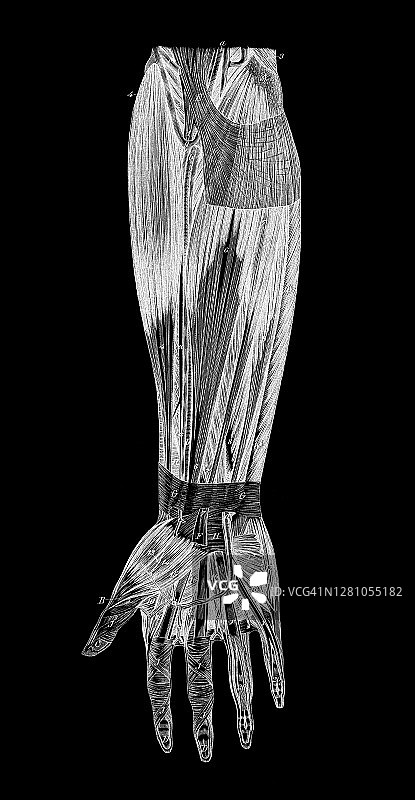 人手肌肉和静脉系统的古老雕刻插图图片素材