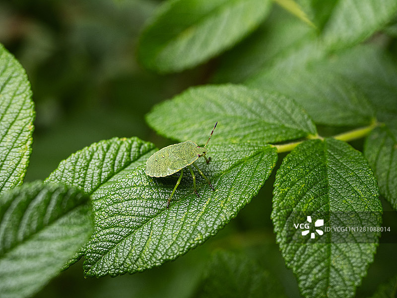 绿叶上绿色盾虫的特写图片素材