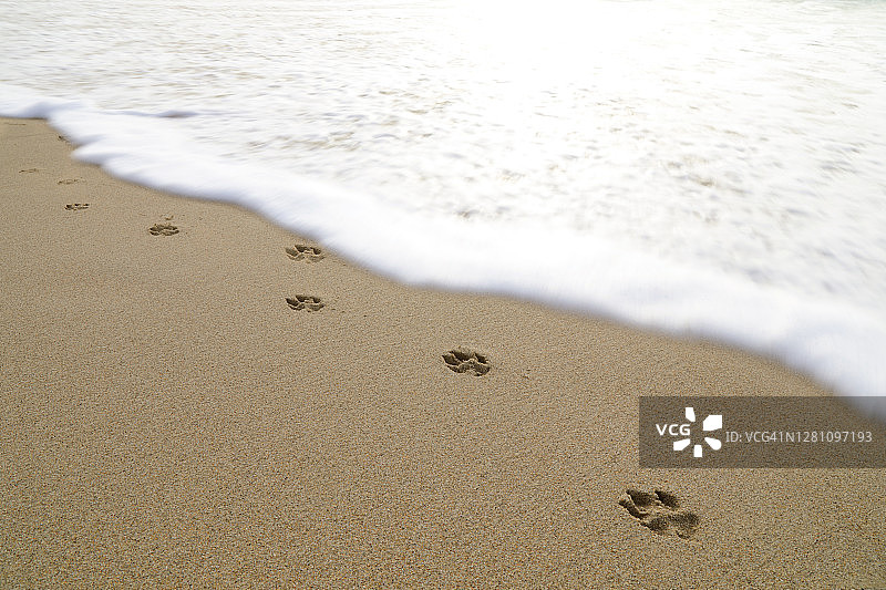 沙子中的爪印图片素材