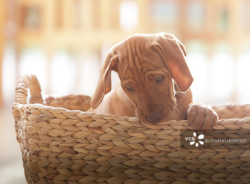 柳条筐里的维兹拉幼犬图片素材
