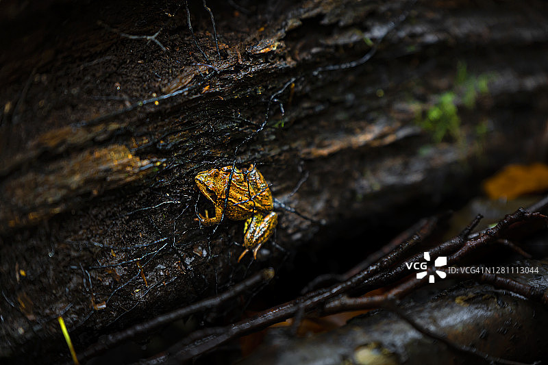 躲藏的青蛙图片素材