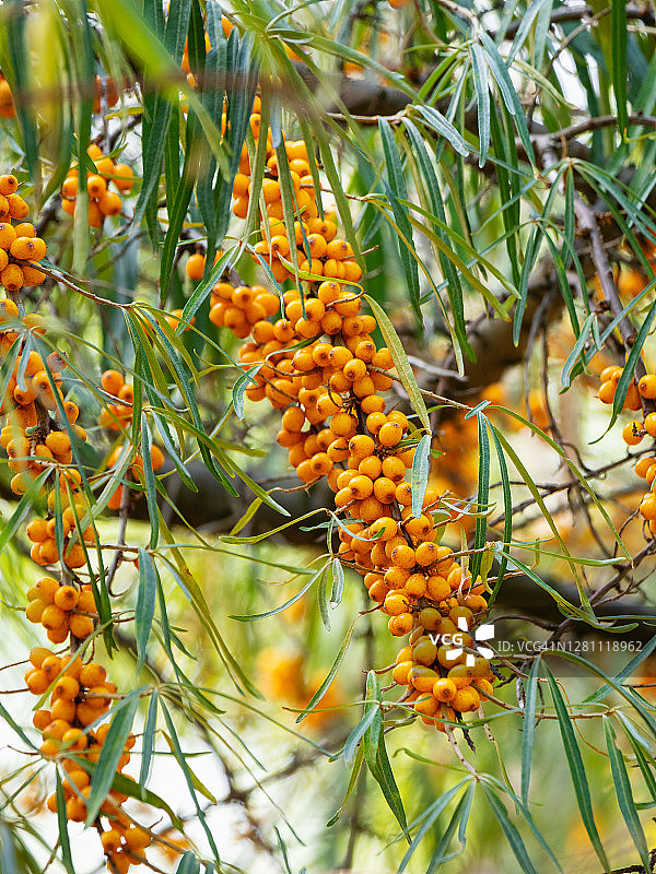 灌木丛上的大量沙棘果图片素材