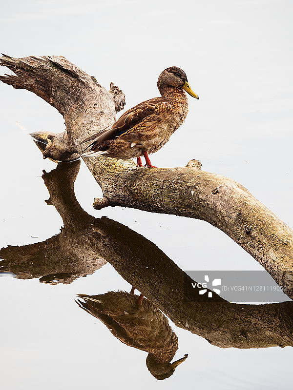 木头上的雌性绿头鸭图片素材
