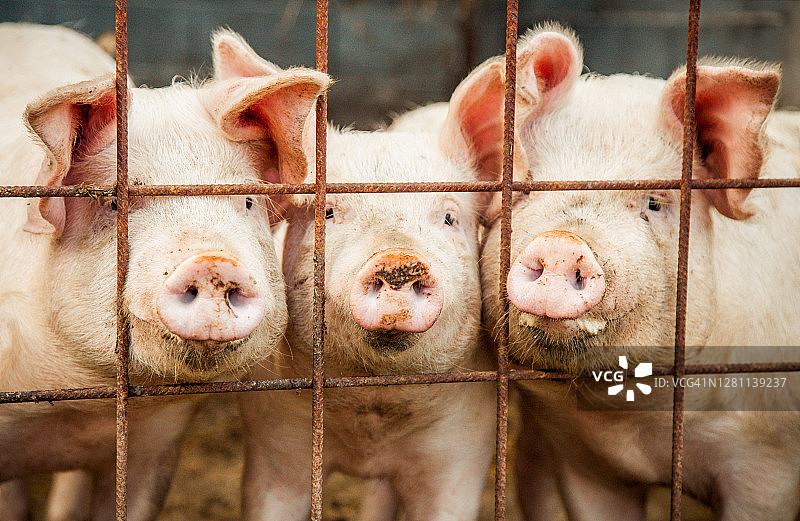 三只猪的肖像图片素材