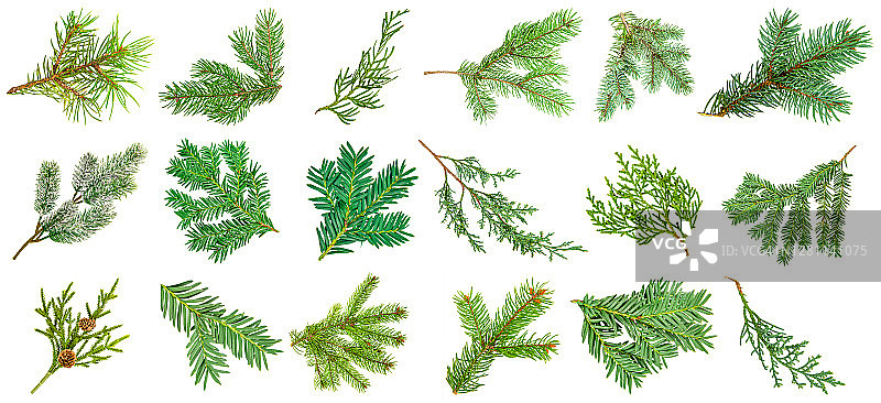 白色背景上孤立的松树枝集合图片素材