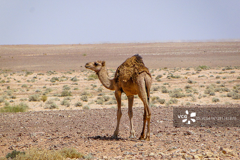 小骆驼图片素材