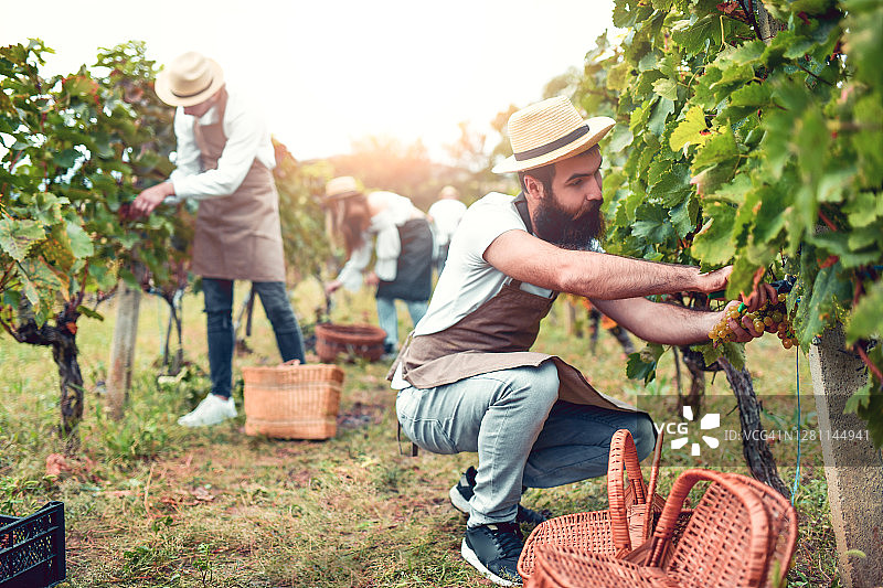 朋友们忙着在葡萄园收获葡萄图片素材