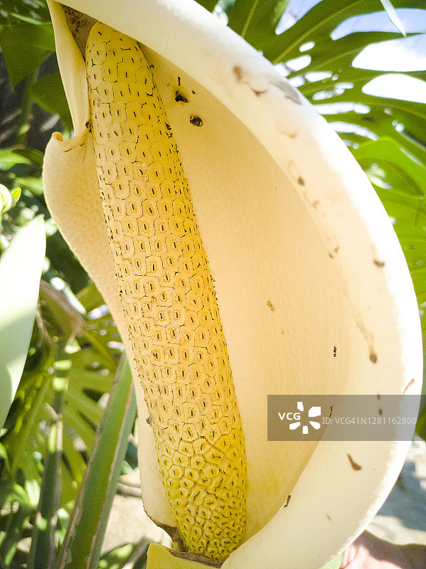 龟背竹花图片素材