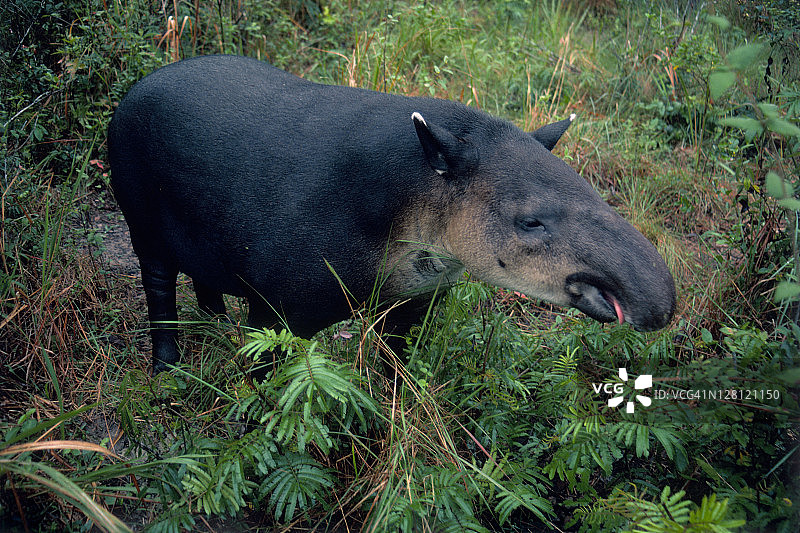 贝尔德貘：伯利兹图片素材