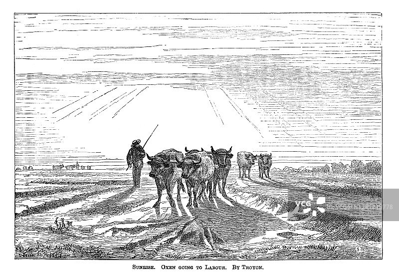 康斯坦特·特罗容作品：劳作的牛群（日出，清晨效果）雕刻插图图片素材