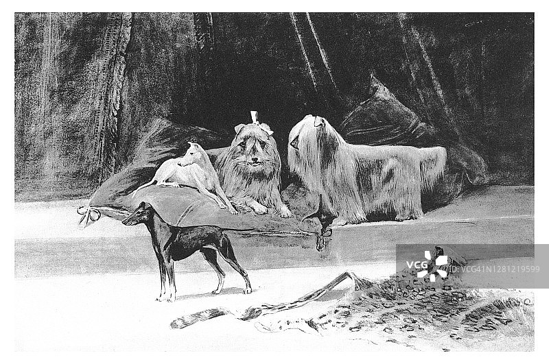 英国玩具梗和约克夏梗的古老雕刻插图图片素材